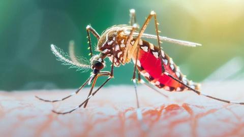 dengue-6a96b27a87064.jpg