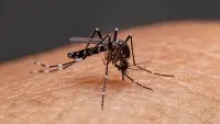 ডেঙ্গু: ২৪ ঘণ্টায় ৪ মৃত্যু