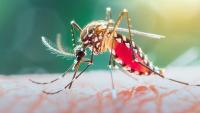dengue-6a96b27a87064.jpg